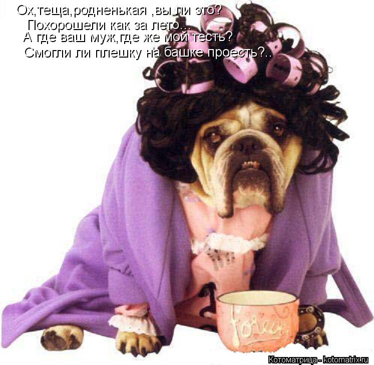 Котоматрица: Ох,теща,родненькая ,вы ли это?  Похорошели как за лето…  А где ваш муж,где же мой тесть?  Смогли ли плешку на башке проесть?..