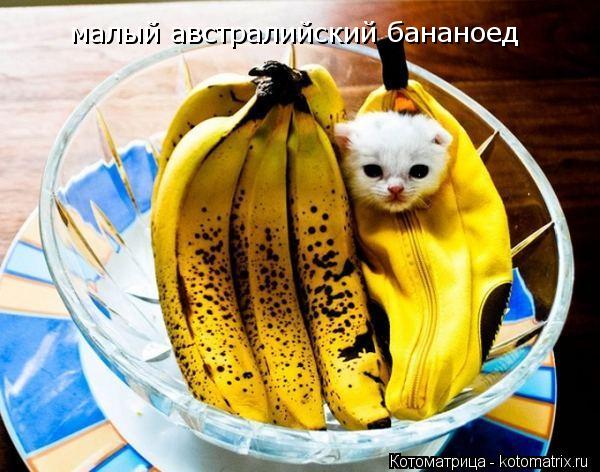 Котоматрица: малый австралийский бананоед