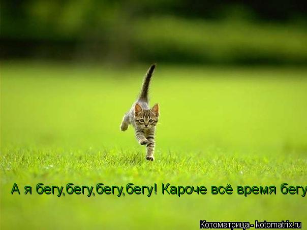 Котоматрица: А я бегу,бегу,бегу,бегу! Кароче всё время бегу)