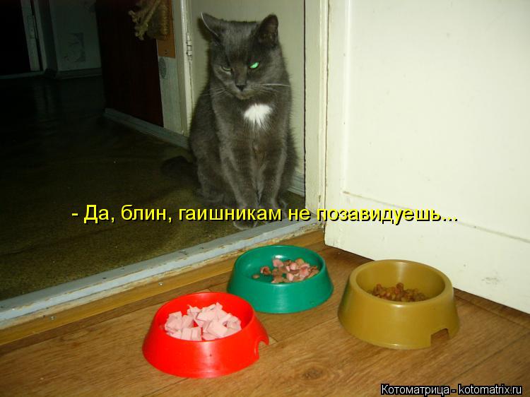 Котоматрица: - Да, блин, гаишникам не позавидуешь...