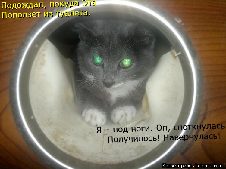 Котоматрица: Подождал, покуда Эта Поползет из туалета. Я – под ноги. Оп, споткнулась Получилось! Навернулась!