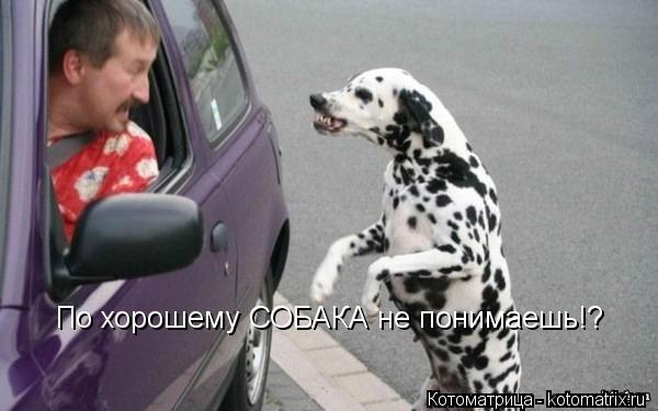 Котоматрица: По хорошему СОБАКА не понимаешь!?