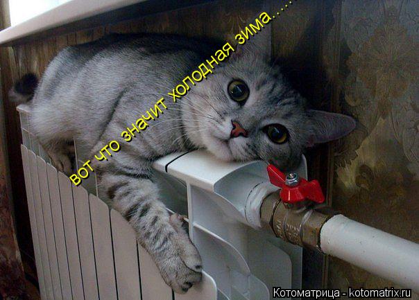 Котоматрица: вот что значит холодная зима...... вот что значит холодная зима......