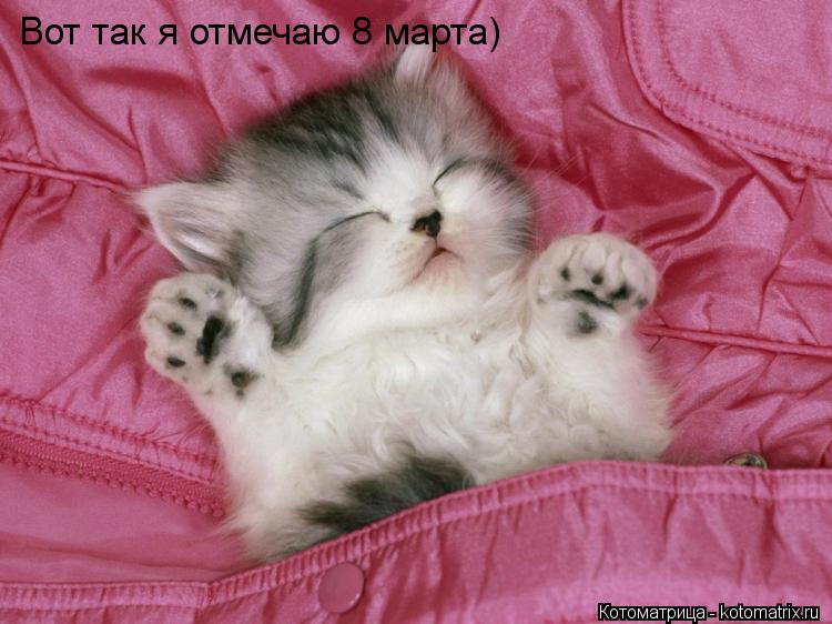 Котоматрица: Вот так я отмечаю 8 марта)