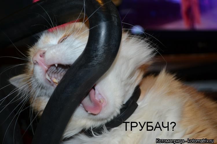 Котоматрица: ТРУБАЧ?