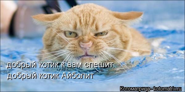 Котоматрица: добрый котик к вам спешит, добрый котик Айболит