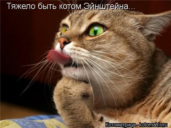 Котоматрица: Тяжело быть котом Эйнштейна...