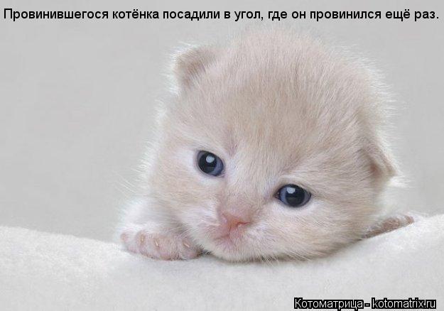 Котоматрица: Провинившегося котёнка посадили в угол, где он провинился ещё раз.
