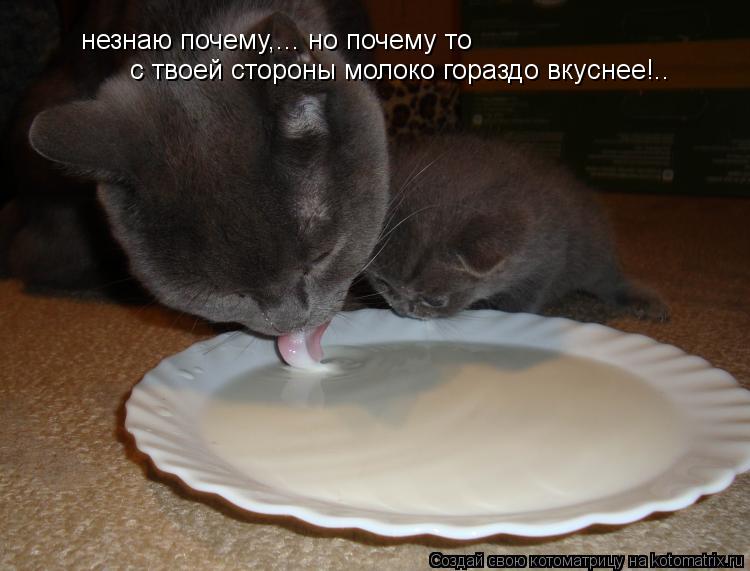 Котоматрица: незнаю почему,... но почему то с твоей стороны молоко гораздо вкуснее!..