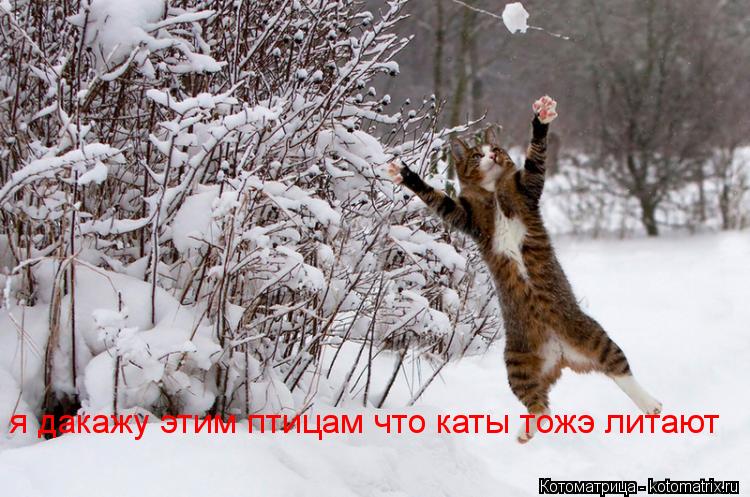 Котоматрица: я дакажу этим птицам что каты тожэ литают