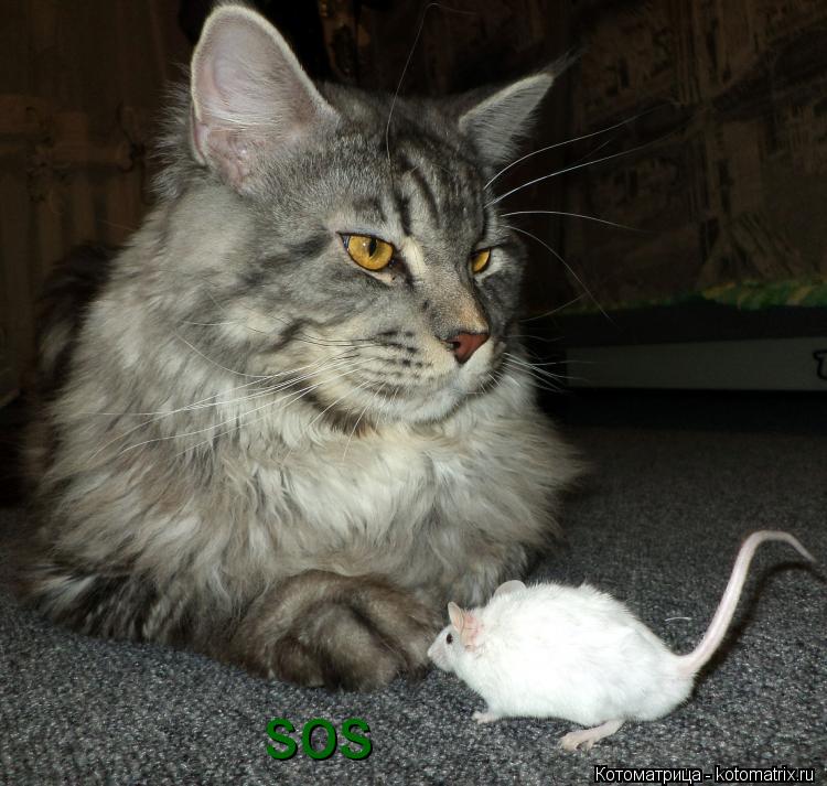 Котоматрица: sos