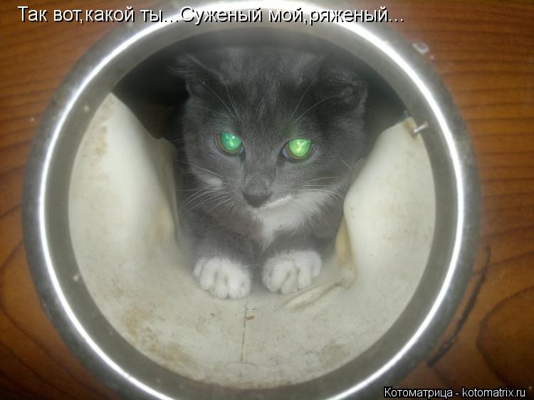 Котоматрица: Так вот,какой ты...Суженый мой,ряженый...