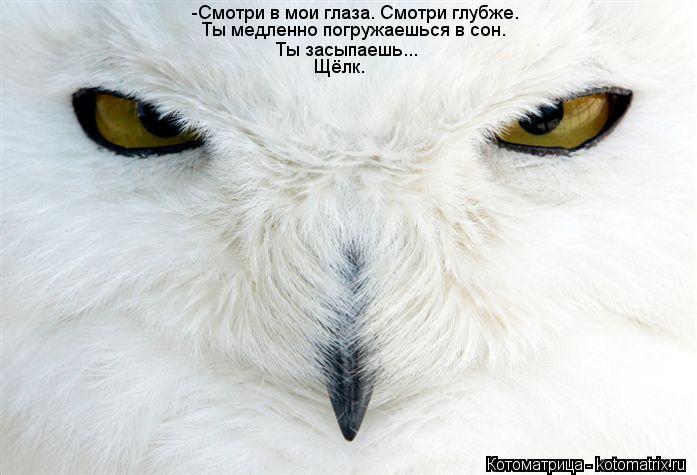 Котоматрица: -Смотри в мои глаза. Смотри глубже. Ты медленно погружаешься в сон. Ты засыпаешь... Щёлк.