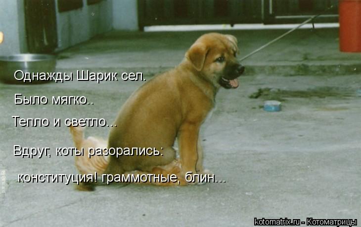 Котоматрица: Однажды Шарик сел. Было мягко.. Тепло и светло... Вдруг, коты разорались: конституция! граммотные, блин...