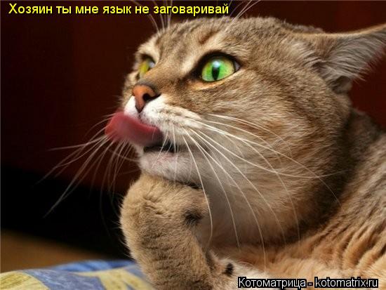 Котоматрица: Хозяин ты мне язык не заговаривай