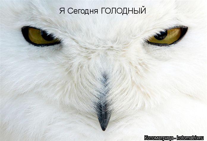 Котоматрица: Я Сегодня ГОЛОДНЫЙ