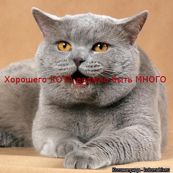 Котоматрица: Хорошего КОТА должно быть МНОГО