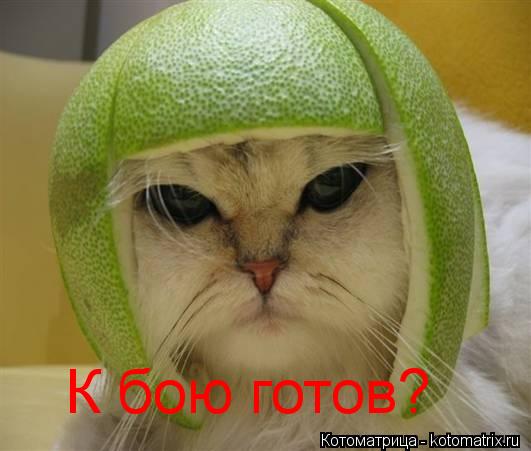 Котоматрица: К бою готов?