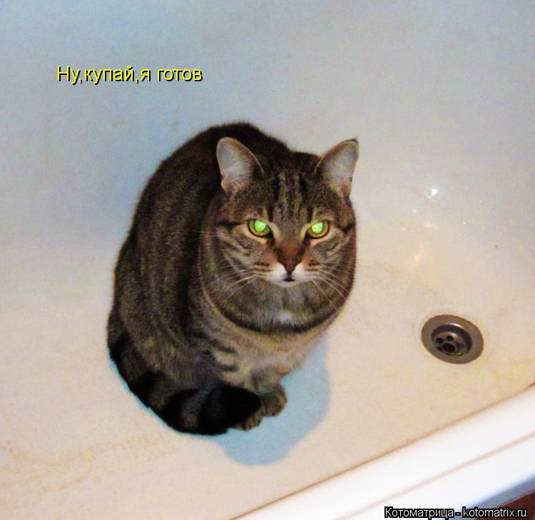 Котоматрица: Ну,купай,я готов