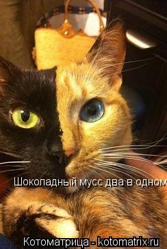 Котоматрица: Шоколадный мусс два в одном...