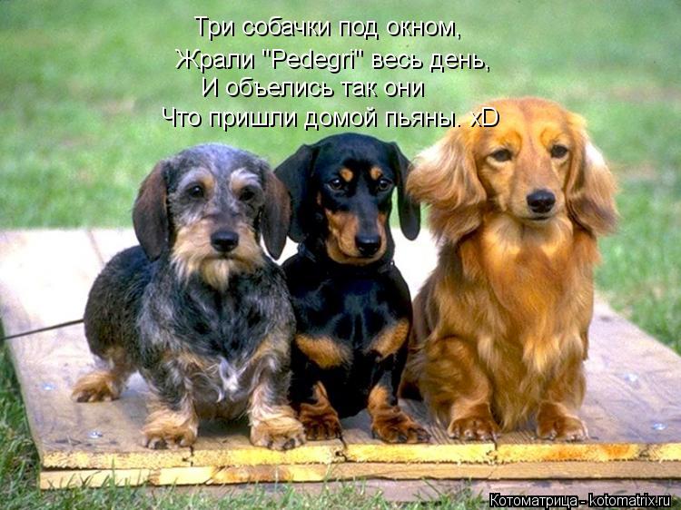 Котоматрица: Три собачки под окном, Жрали "Pedegri" весь день, И объелись так они Что пришли домой пьяны. xD