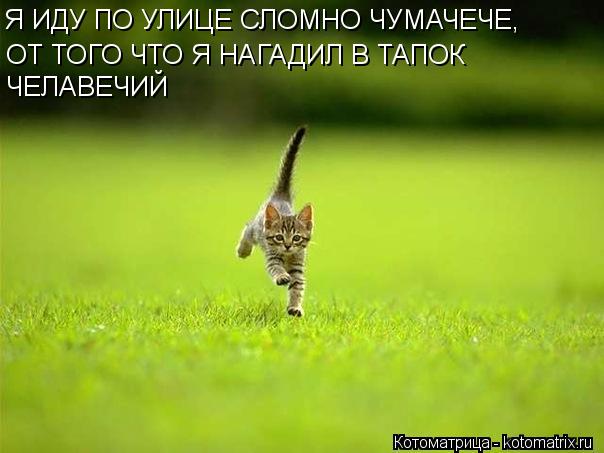 Котоматрица: Я ИДУ ПО УЛИЦЕ СЛОМНО ЧУМАЧЕЧЕ, ОТ ТОГО ЧТО Я НАГАДИЛ В ТАПОК  ОТ ТОГО ЧТО Я НАГАДИЛ В ТАПОК  ЧЕЛАВЕЧИЙ ЧЕЛАВЕЧИЙ