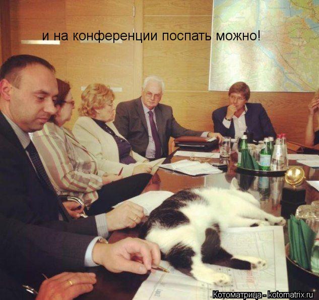 Котоматрица: и на конференции поспать можно!
