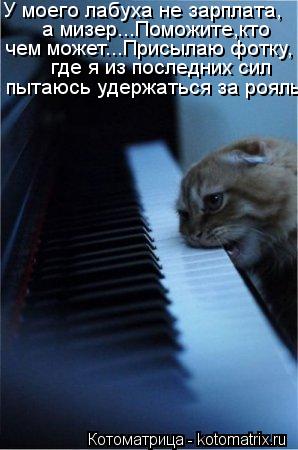 Котоматрица: У моего лабуха не зарплата, а мизер...Поможите,кто  чем может...Присылаю фотку, где я из последних сил  пытаюсь удержаться за рояль..