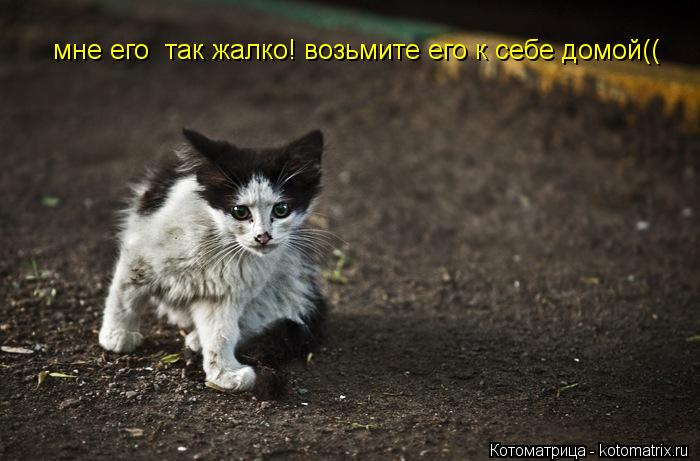 Котоматрица: мне его  так жалко! возьмите его к себе домой((