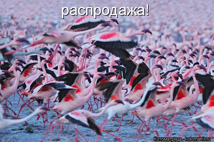 Котоматрица: распродажа!