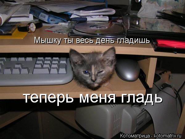 Котоматрица: Мышку ты весь день гладишь теперь меня гладь