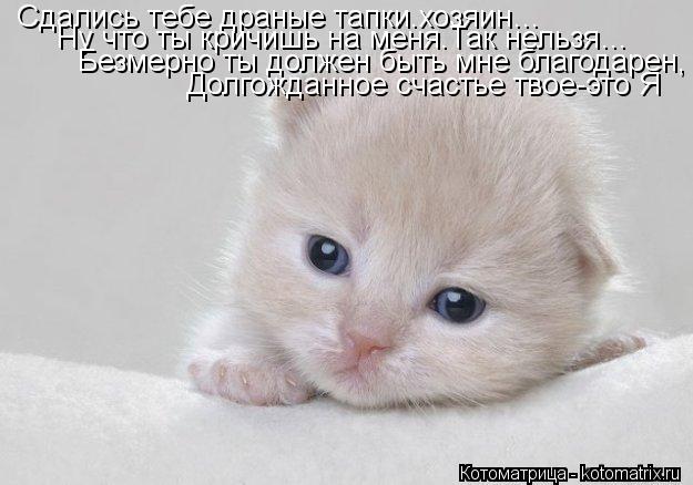 Котоматрица: Сдались тебе драные тапки.хозяин…  Ну что ты кричишь на меня.Так нельзя…  Безмерно ты должен быть мне благодарен,  Долгожданное счастье тво
