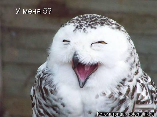 Котоматрица: У меня 5?