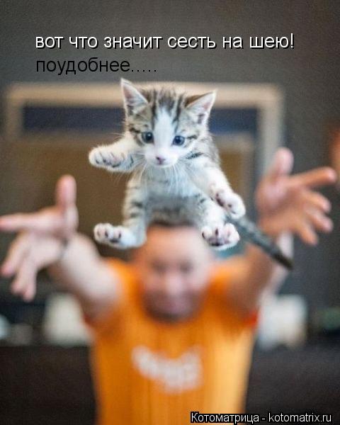 вот что значит сесть на шею! поудобнее........ Котоматрица: вот что значит сесть на шею! поудобнее.....