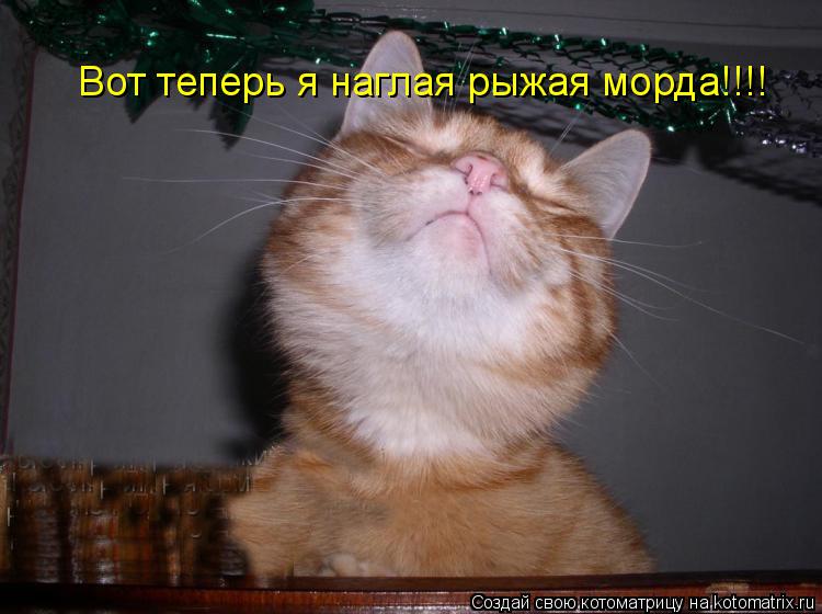 Котоматрица: Вот теперь я наглая рыжая морда!!!!