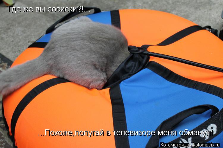 Котоматрица: Где же вы,сосиски?!... ...Похоже,попугай в телевизоре меня обманул!