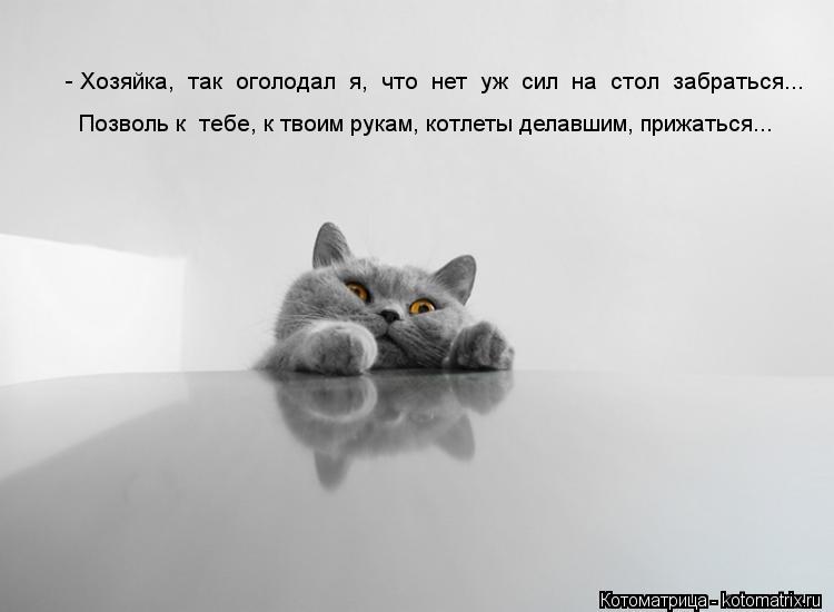 Котоматрица: - Хозяйка,  так  оголодал  я,  что  нет  уж  сил  на  стол  забраться...  Позволь к  тебе, к твоим рукам, котлеты делавшим, прижаться...