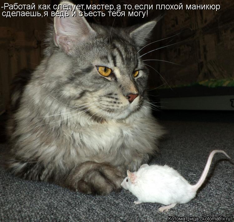 Котоматрица: -Работай как следует,мастер,а то,если плохой маникюр сделаешь,я ведь и съесть тебя могу!