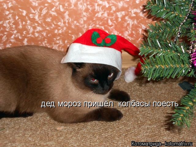Котоматрица: дед мороз пришёл  колбасы поесть