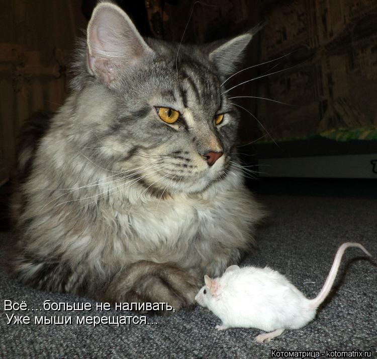 Котоматрица: Всё....больше не наливать, Уже мыши мерещатся...