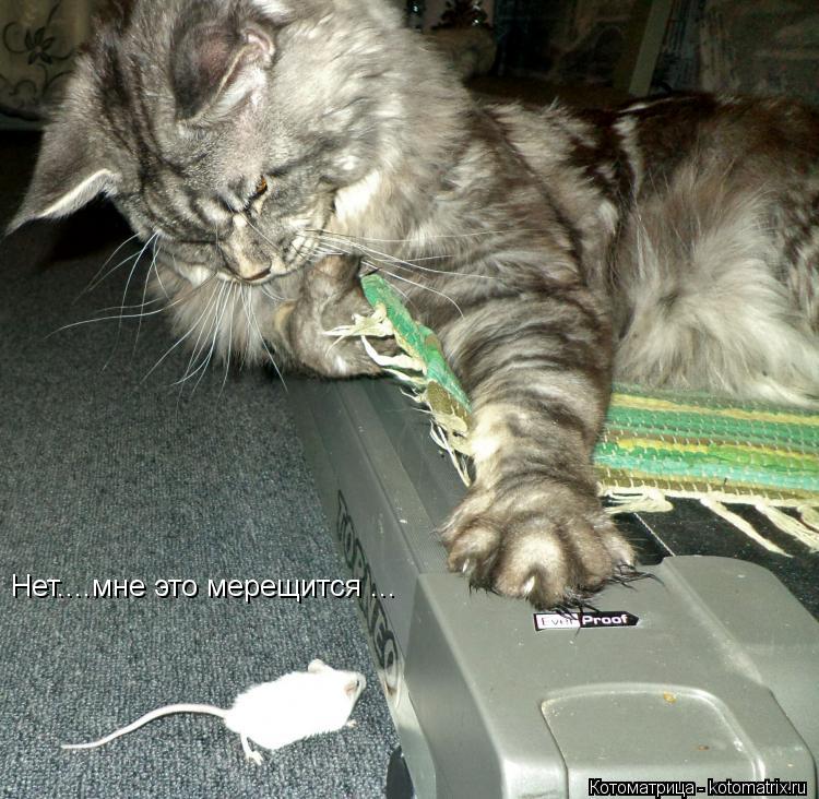 Котоматрица: Нет....мне это мерещится ...