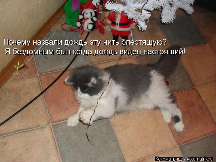 Почему назвали дождь эту нить блестящую? Я бездомным был когда,дождь видел настоящий!... Котоматрица: Почему назвали дождь эту нить блестящую? Я бездомным был когда,дождь видел настоящий!