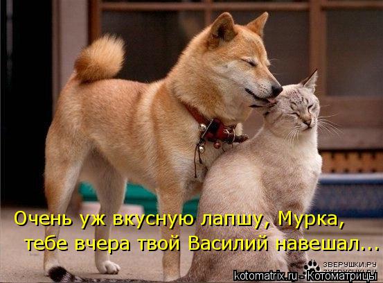 Очень уж вкусную лапшу, Мурка, тебе вчера твой Василий навешал...... Котоматрица: Очень уж вкусную лапшу, Мурка, тебе вчера твой Василий навешал...