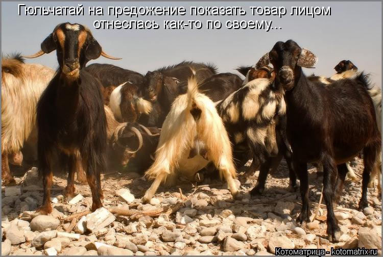 Гюльчатай на предожение показать товар лицом отнеслась как-то по своему...... Котоматрица: Гюльчатай на предожение показать товар лицом отнеслась как-то по своему...