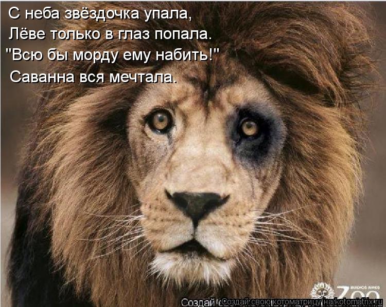 Котоматрица: С неба звёздочка упала, Лёве только в глаз попала. "Всю бы морду ему набить!" Саванна вся мечтала.