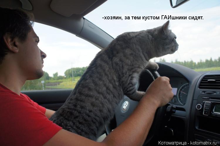 Котоматрица: -хозяин, за тем кустом ГАИшники сидят.