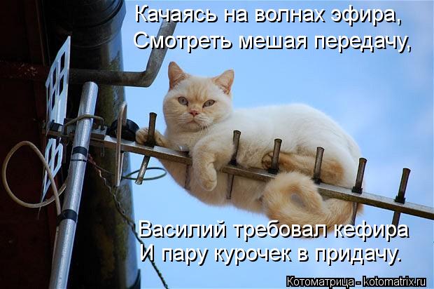 Качаясь на волнах эфира, Смотреть мешая передачу, Василий требовал кефира И пару курочек в придачу.... Котоматрица: Качаясь на волнах эфира, Смотреть мешая передачу, Василий требовал кефира И пару курочек в придачу.