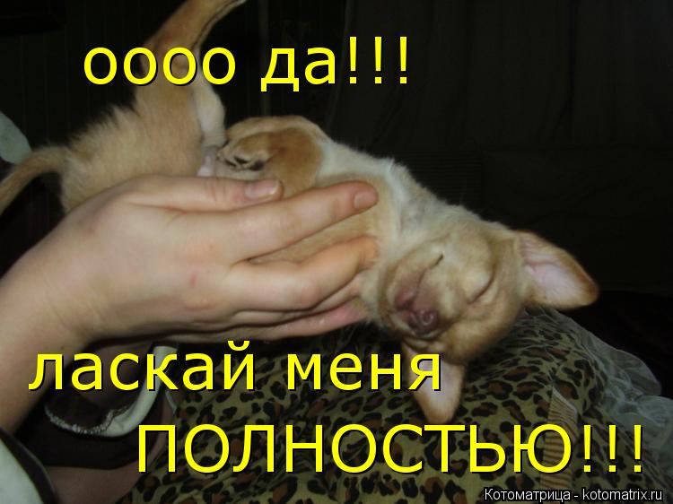Котоматрица: оооо да!!! ласкай меня ПОЛНОСТЬЮ!!!
