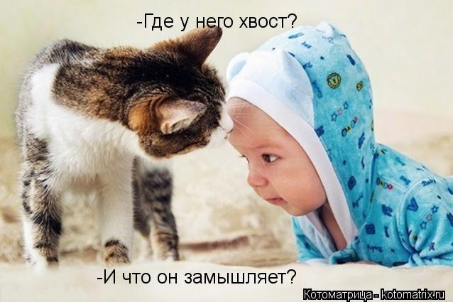 Котоматрица: -Где у него хвост? -И что он замышляет?