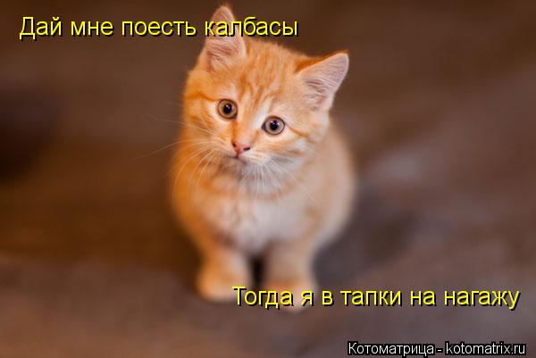 Котоматрица: Дай мне поесть калбасы Тогда я в тапки на нагажу